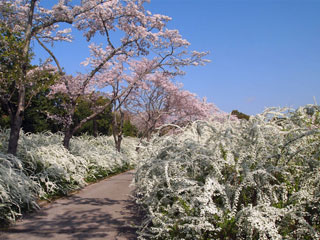 愛知県緑化センター「桜とユキヤナギのプロムナード」愛知県豊田市