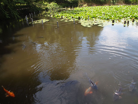 善福寺池 下の池
