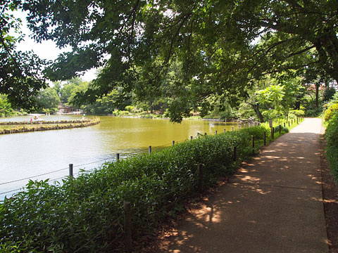 池周辺の遊歩道