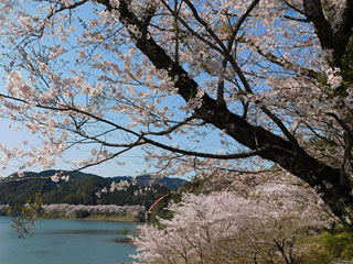 「七川ダム湖畔の桜」和歌山県古座川町